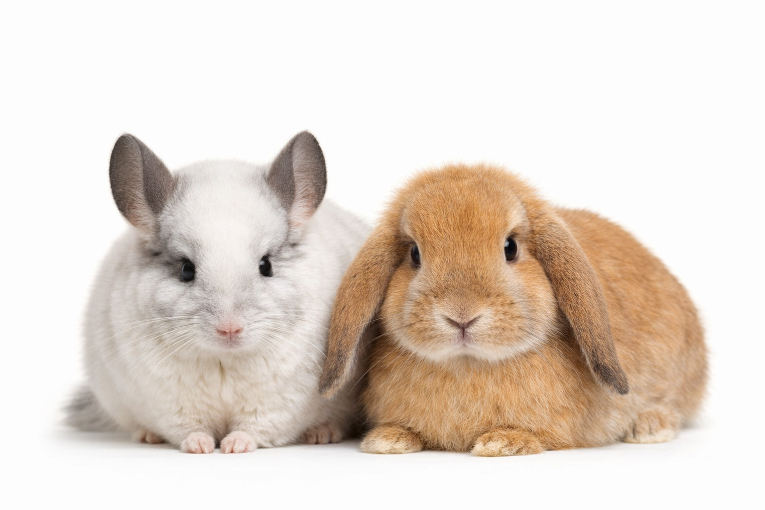 Generated pet portrait sample