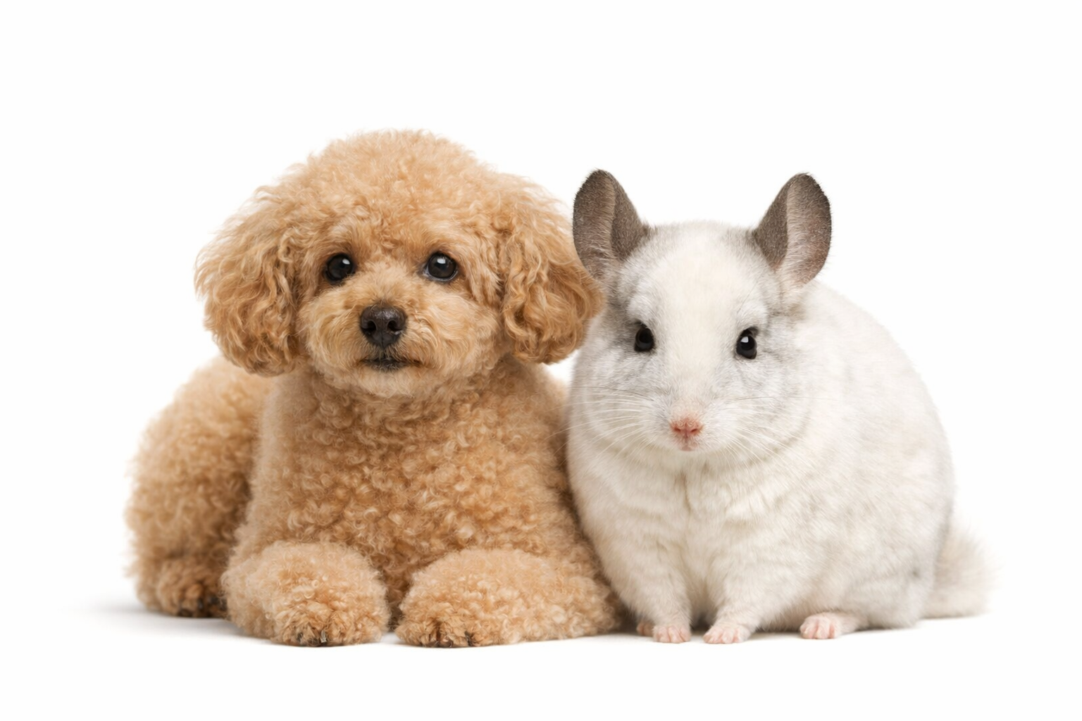 Generated pet portrait sample